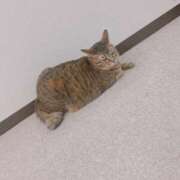 ヒメ日記 2025/05/13 11:30 投稿 ねこ ぽっちゃりきぶん