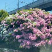 ☆ひかり☆ あとおひとり💕 ◆プラウディア◆AAA級素人娘在籍店