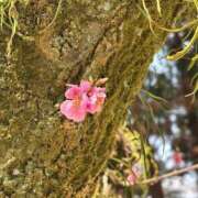 ヒメ日記 2025/03/27 20:26 投稿 あお 京都の痴女鉄道