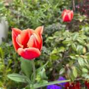 ヒメ日記 2025/04/23 16:56 投稿 あお 京都の痴女鉄道