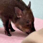 ヒメ日記 2025/08/03 18:26 投稿 あお 京都の痴女鉄道