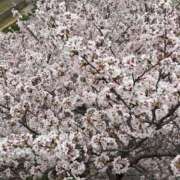 ヒメ日記 2026/03/31 22:36 投稿 あお 京都の痴女鉄道