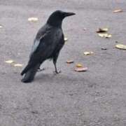 ヒメ日記 2025/08/26 12:59 投稿 はな(昭和45年生まれ) 熟年カップル名古屋～生電話からの営み～