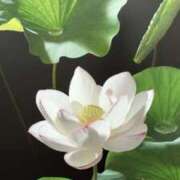 ヒメ日記 2025/04/28 18:42 投稿 花園かよ ウフフな40。ムフフな50。。（横浜ハレ系）