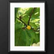 ヒメ日記 2025/06/12 16:35 投稿 花園かよ ウフフな40。ムフフな50。。（横浜ハレ系）