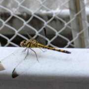 ヒメ日記 2025/08/09 16:40 投稿 花園かよ ウフフな40。ムフフな50。。（横浜ハレ系）