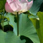 ヒメ日記 2025/09/15 16:38 投稿 花園かよ ウフフな40。ムフフな50。。（横浜ハレ系）