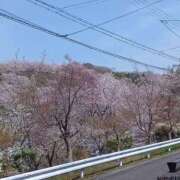 ヒメ日記 2025/04/08 17:09 投稿 みさ 大阪和泉ちゃんこ