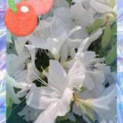 ヒメ日記 2025/04/30 19:48 投稿 宮岡(みやおか) 熟女出逢い会『百合の園』目黒店