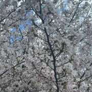 ヒメ日記 2025/04/13 05:21 投稿 りせ 制服天国（ユメオト）