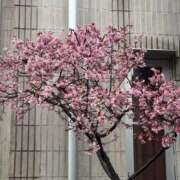 ヒメ日記 2026/03/07 00:55 投稿 りせ 制服天国（ユメオト）