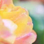 ヒメ日記 2025/03/14 14:25 投稿 佐伯　みか しこたま奥様 札幌店