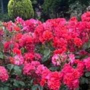 ヒメ日記 2025/06/27 11:45 投稿 佐伯　みか しこたま奥様 札幌店