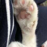 ヒメ日記 2025/11/19 20:57 投稿 すい ストロベリーハウス