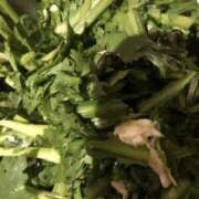 ヒメ日記 2025/11/19 21:20 投稿 すい ストロベリーハウス