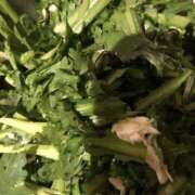 ヒメ日記 2025/11/19 21:07 投稿 すい コレクション