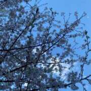 ヒメ日記 2025/04/07 21:39 投稿 らむ ウルトラグレイス24