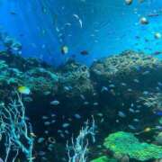 ヒメ日記 2025/01/02 11:27 投稿 柏木　あずさ 東京ローズマリー