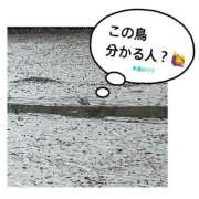 ヒメ日記 2025/01/17 09:59 投稿 柏木　あずさ 東京ローズマリー