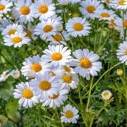 奥条　まなほ お礼💌 ベルサイユの薔薇