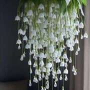 ヒメ日記 2026/03/24 08:05 投稿 織戸心愛(おりとここあ) 九州熟女　八代店