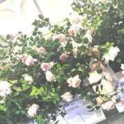 ヒメ日記 2025/09/27 10:36 投稿 カナメ ロボットデリヘル川越基地