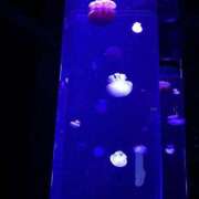 ヒメ日記 2026/08/01 21:16 投稿 カナメ ロボットデリヘル川越基地
