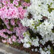 ヒメ日記 2025/04/25 21:55 投稿 大塚 ナイトパーティー