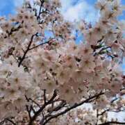 ヒメ日記 2025/04/07 12:22 投稿 二階堂かぐや しこたま奥様 横浜店