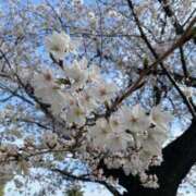 ヒメ日記 2025/04/03 13:35 投稿 れいか 名古屋デリヘル業界未経験