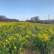 ヒメ日記 2026/03/17 11:43 投稿 山本 人妻楼 熊谷店