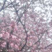 ヒメ日記 2025/04/28 12:16 投稿 せりな アイドルドリーム