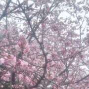 ヒメ日記 2026/04/07 10:59 投稿 せりな アイドルドリーム