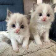 エマ【エロミシュラン三ツ星獲得】 ごめんなさい〜っっ、🥲絶対読んで？🥲 CLUB CHELSEA(クラブ チェルシー)福井