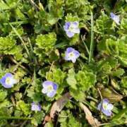 ヒメ日記 2025/03/26 07:04 投稿 歩菜【アユナ】 福井人妻営業所