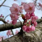 ヒメ日記 2025/04/03 07:13 投稿 歩菜【アユナ】 福井人妻営業所