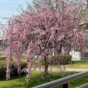 ヒメ日記 2025/04/16 07:14 投稿 歩菜【アユナ】 福井人妻営業所