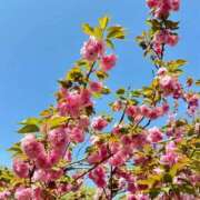 ヒメ日記 2025/04/22 07:14 投稿 歩菜【アユナ】 福井人妻営業所