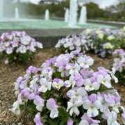 ヒメ日記 2025/04/29 10:04 投稿 歩菜【アユナ】 福井人妻営業所