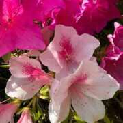 ヒメ日記 2025/05/15 19:54 投稿 歩菜【アユナ】 福井人妻営業所