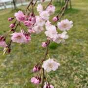 ヒメ日記 2026/04/07 07:02 投稿 歩菜【アユナ】 福井人妻営業所