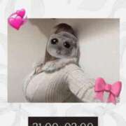 ヒメ日記 2026/02/12 20:09 投稿 ゆめか 姫マーケット