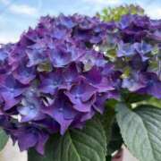 ヒメ日記 2025/05/13 00:44 投稿 美妃【ミキ】 福井人妻営業所