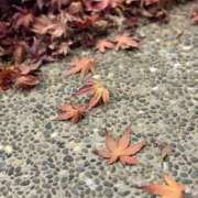 美妃【ミキ】 🐻ご機嫌よう…… 福井人妻営業所