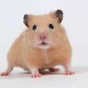 ヒメ日記 2025/01/31 04:47 投稿 ユズル【逆3P本指率NO.1】 CLUB CHELSEA(クラブ チェルシー)富山