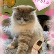 ヒメ日記 2025/11/24 11:31 投稿 篠咲いろは 大人のエッチなエステ