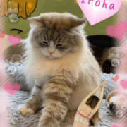 ヒメ日記 2025/12/24 23:51 投稿 篠咲いろは 大人のエッチなエステ