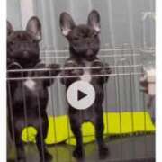 ヒメ日記 2025/04/07 12:45 投稿 きょうか ドマーニ