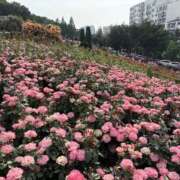 ヒメ日記 2025/06/12 15:47 投稿 きょうか ドマーニ