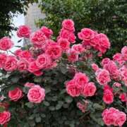 ヒメ日記 2025/07/08 17:51 投稿 きょうか ドマーニ